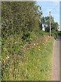Roadside flowers south east of Kenfig Hill in CF33 6FF