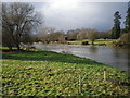 Swollen River Severn at Caersws. in SY17 5DX