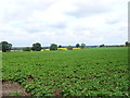 Potato Field near Ryton on Dunsmore in CV8 3ER
