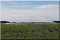 Crop Irrigation, near Halton Holegate Fen in PE23 5BE