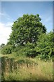 Footpath and Old Oak Tree in CM11 1PZ