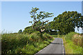 A gnarled oak tree by Red Lane in Eccleston, Heskin & Charnock Richard Ward