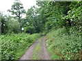 Track into woods below Coppet Hill in HR9 6JN