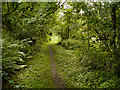 Path through Miller Wood in PR6 8PB