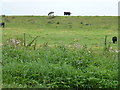 Cattle on the bank of The River Welland in PE6 0JL