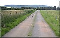 A dozen young pheasant on the road in AB34 5DH