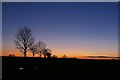 Trees near Kings Ripton at dusk in Kings Ripton