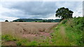 Wheat field near Old Lowe Farm in HR2 8DG