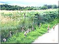 A bevy of juvenile pheasants in AB34 5DH