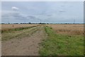 Track between the cereal crops near Pingle Lodge Farm in PE14 9BN