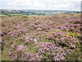Blooming heather, on Haddon Hill in TA4 2DT