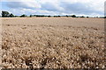 Wheat fields in GL19 4PQ