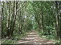 Green Lane heading west through woodland in SG18 8QY