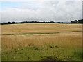 Fields at Broadfold, east of Auchterarder in PH3 1DU