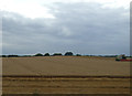 Crop field near Arlesey in SG15 6XZ