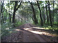 Shafts of Sunlight on the Track towards Holkham Hall in NR23 1RG