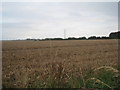 Wheatfield near Cuxwold in LN7 6BP