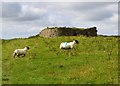 Sheep near the lime kiln on Ridley Common in NE47 7AT