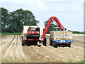 Potato Harvesting in IP31 1RY