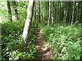 Path in Wyndcliff Wood in NP16 6HF