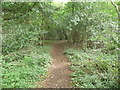 Path in Black Cliff Wood in NP16 6HG
