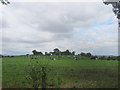 Tree line above Ord's Gill seen from Salters Lane in DL1 3LG