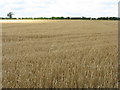 Barley near Merryhatton in EH41 3SW