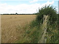 Barley, hedge and broken gate at Merryhatton in EH41 3SW