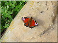 Peacock butterfly on a warm stone in GL20 8HX