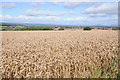 Wheat fields near Much Dewchurch in HR2 8DG