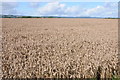 Wheat field in HR2 9PJ