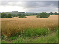 Wheat fields above Wootton Rivers in SN8 4NJ