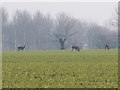 Roe deer feeding on arable land in High Suffolk in Burgate