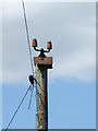 Top Of The Telegraph Pole in CB8 9PZ