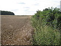 Wheat was damaged in the taking of this photograph in NG34 0SR