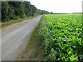 Sugar beet crop beside East Winch Road in PE32 1NQ