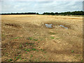 Stubble field south of Lynn Road (A47) in PE32 1SF
