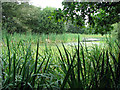 Pond east of Tottenhill Row in PE33 0SS