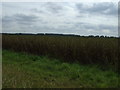 Crop field, Church Farm in Springthorpe