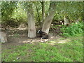 Goat in the shade on the bank of the River Wye in HR9 6QX