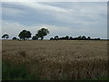 Crop field, Beck Farm in Bishop Norton