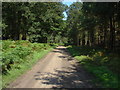 Woodland ride, Swinley Park in SL5 8AZ