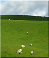 Sheep in the sun, Grayrigg Hall in LA8 9BU