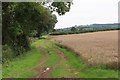 Corn Field nr Didley in HR2 9DA