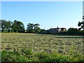 Hay drying in the late evening Sun in TA3 6BA