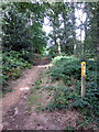 Path towards Mermaids Pond through Aspley Woods in MK17 9HY