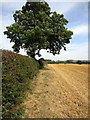 Path by the hedge across the field in MK43 0XF