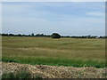 Farmland off Spalding Drove in Spalding St. Mary's Ward