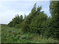 Trees beside the A16 in PE12 6AZ