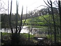 Duck pond near Bryn Eithin farm in Sir y Fflint - Flintshire